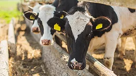 The image shows a Holstein Friesian cow, a breed of dairy cattle known for its distinctive black-and-white markings.