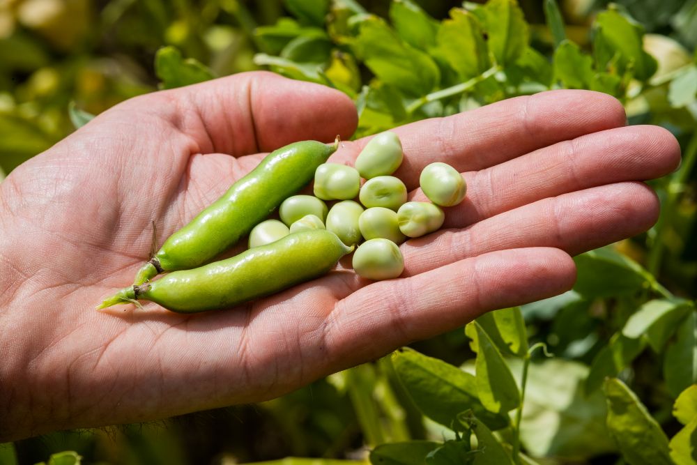 faba bean