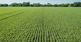 faba bean 