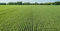 faba bean 