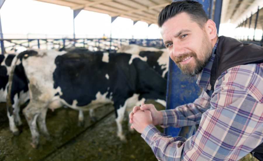 Dairy farmer with cows stock photo