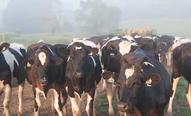 Dairy cow photo from Dairyfoods.com courtesy of Land O Lakes