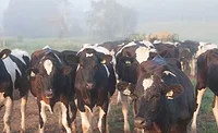 Dairy cow photo from Dairyfoods.com courtesy of Land O Lakes