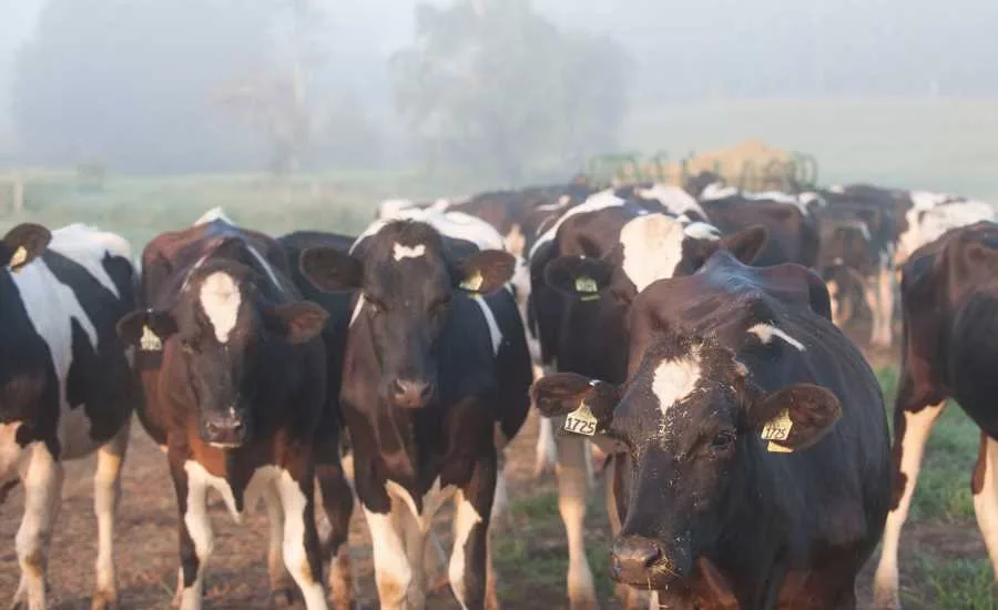 Dairy cow photo from Dairyfoods.com courtesy of Land O Lakes