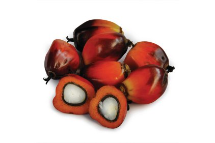 Palm Oil Seeds - Feature
