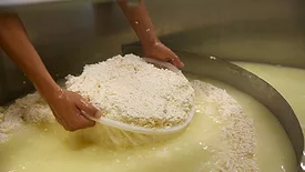 Worker lifting cheese curds from vat.
