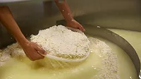 Cheese Dr. Worker lifting cheese curds from vat.