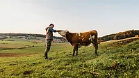 Young man stroking cow in field Young man stroking cow in field.