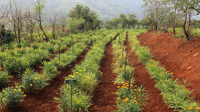 Garden of rows of sustainably grown.botanicals.