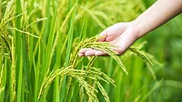 A hand touching a rice stalk A hand touching a rice stalk in a field of rice.