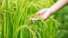 A hand touching a rice stalk in a field of rice.