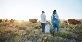 Two female farmers are standing in a field, holding a large milk canister, looking at several cows at dairy farm.