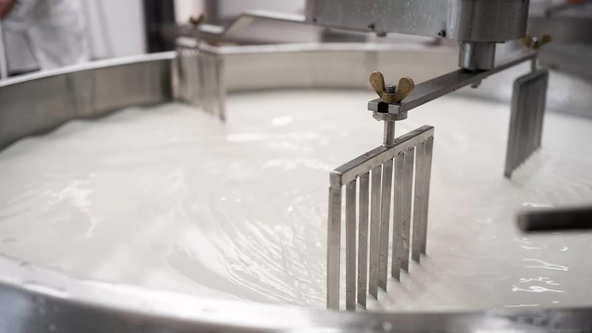 Close-up image of tank full of milk in a cheese factory.