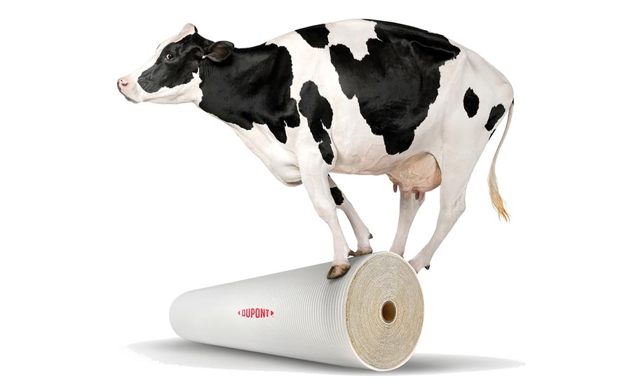 A cow balancing precariously on top of a roll of Dupont membrane film against a white background.