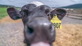 Extreme close up of a cow tagged with the number 807 in a farm.