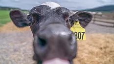Extreme close up of a tagged cow in a farm Extreme close up of a cow tagged with the number 807 in a farm.