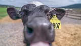 Extreme close up of a cow tagged with the number 807 in a farm.